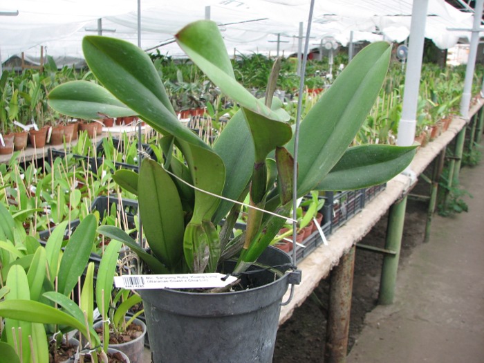 Brassolaeliocattleya Sanyung Ruby 'Kuang Lung' (Waianae Coast x Chia Lin).JPG