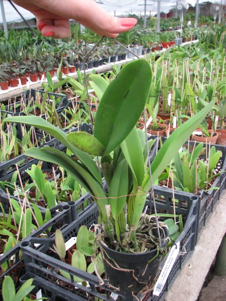 Laeliocattleya White Spark 'Panda' (Shellie Compton x Moscombe).JPG