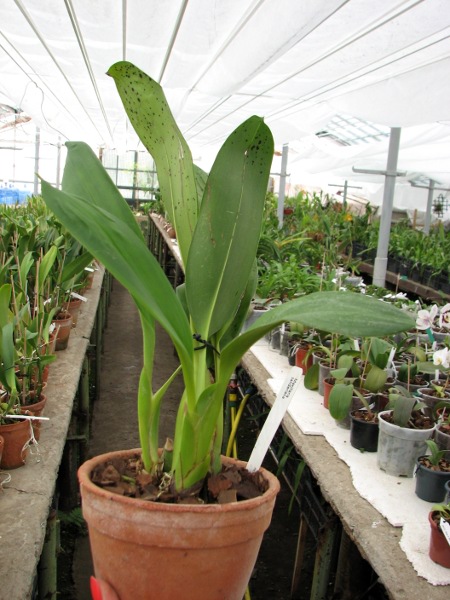 Maxillaria sanderiana.JPG