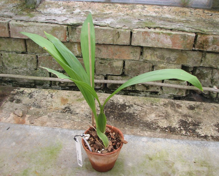 Coelogyne mayeriana.JPG