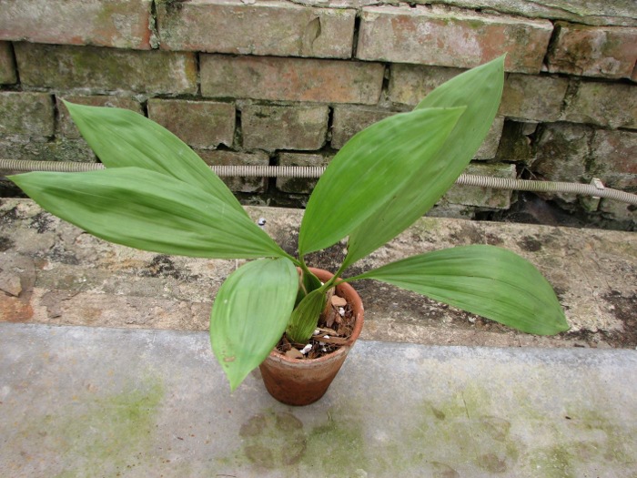 Coelogyne pandurata.JPG