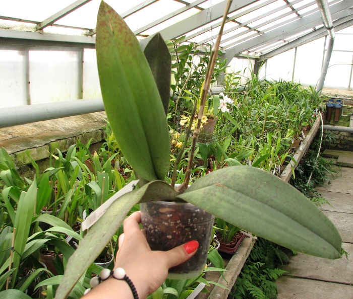 Psychopsis Kalihii 'Big'.JPG