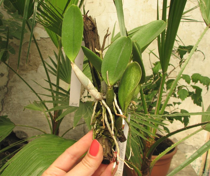 Laelia sincorana XXXX x Laelia sincorana coerulea.JPG