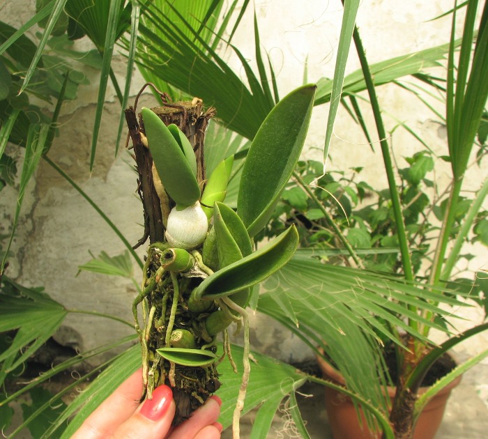 Laelia sincorana XXXX x Laelia sincorana coerulea.JPG