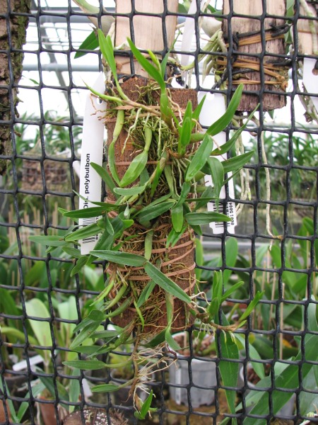 Dinema polybulbon.JPG