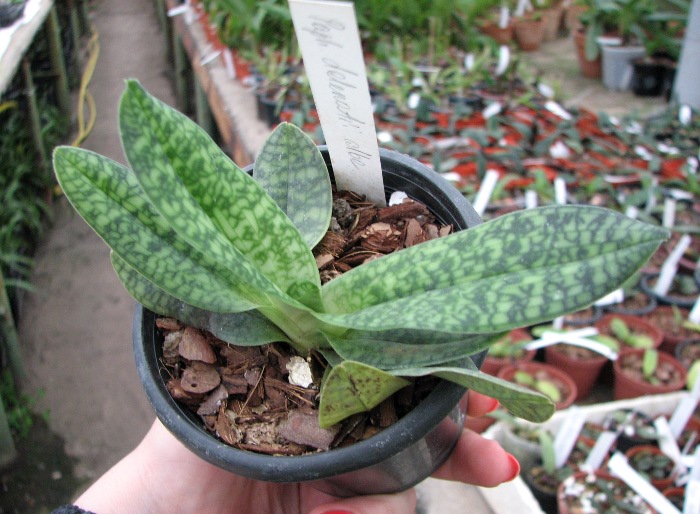 Paphiopedilum delenatii alba.JPG