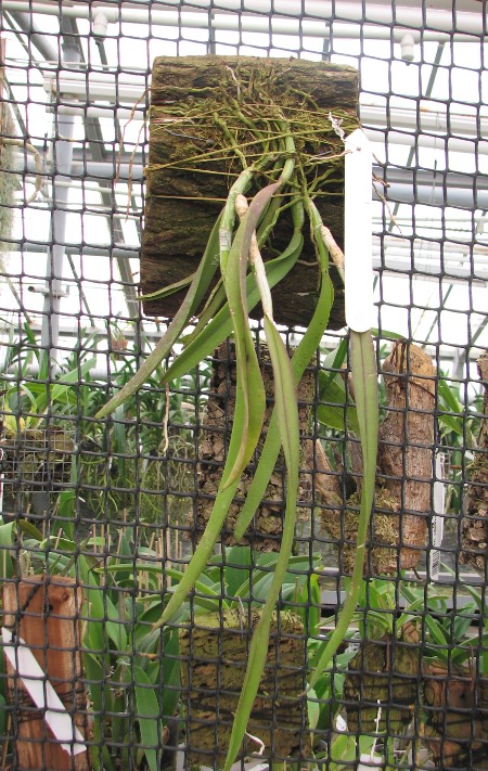 Coilostylis falcatum.JPG