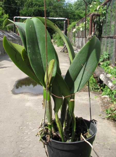 Brassolaeliocattleya Chia Lin 'New City' (Oconee x Maitland).JPG
