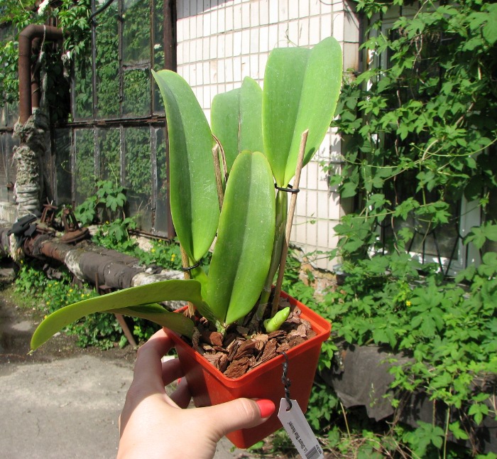 Laeliocattleya Dinard 'Blue Heaven'.JPG