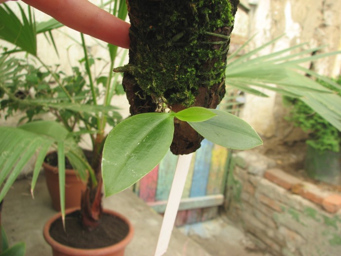 Phalaenopsis zebrina.JPG