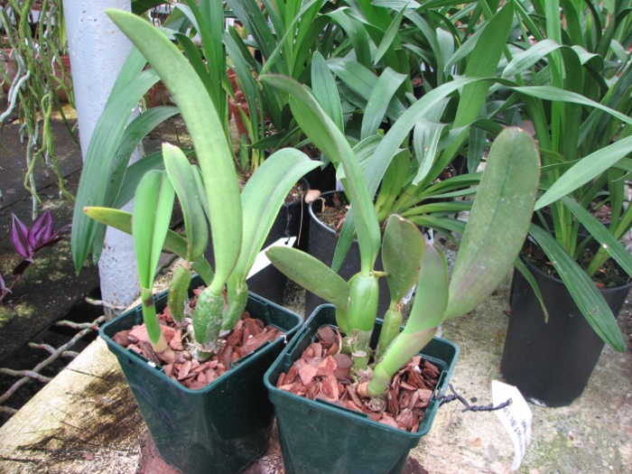 Potinara Angel Kiss 'No.5' (Blc. Love Sound x S. coccinea).JPG
