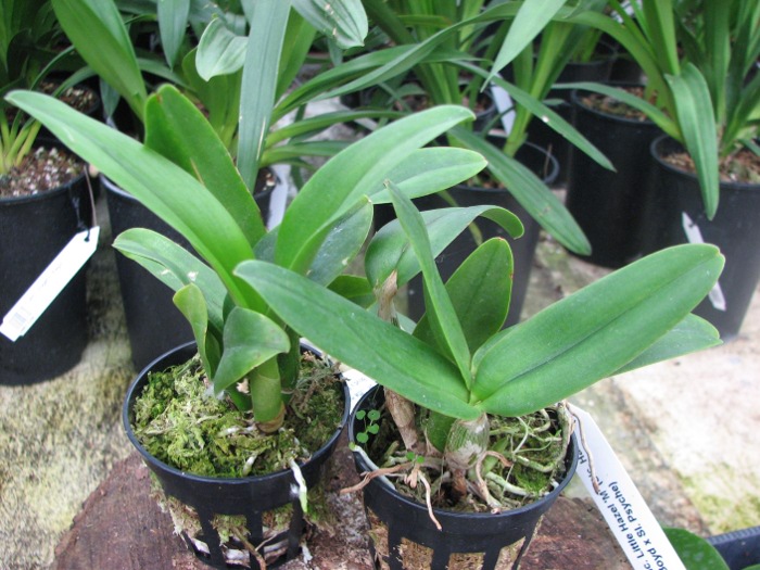 Sophrolaeliocattleya Little Hazel 'M' (Slc. Hazel Boyd x Sl. Psyche).JPG