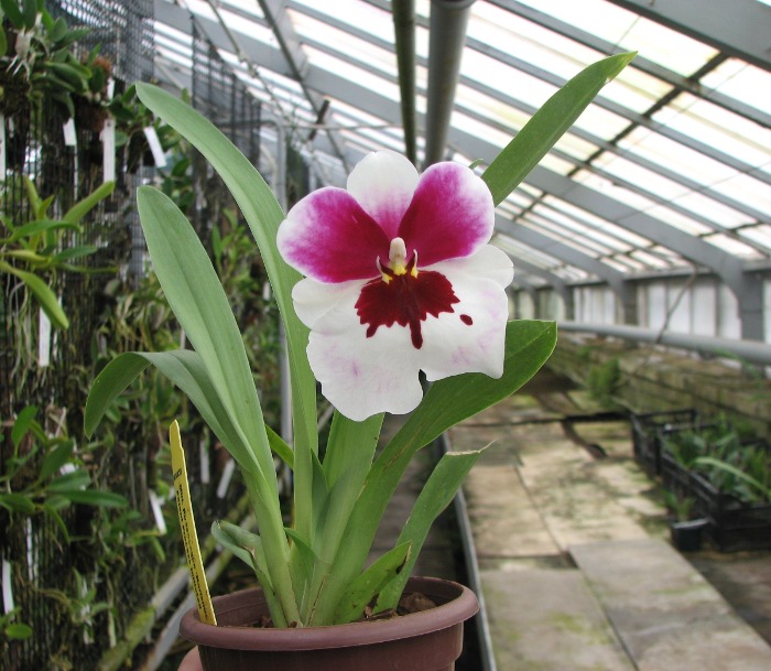 Miltonia Rubenesque 'Karismic Kay'.JPG