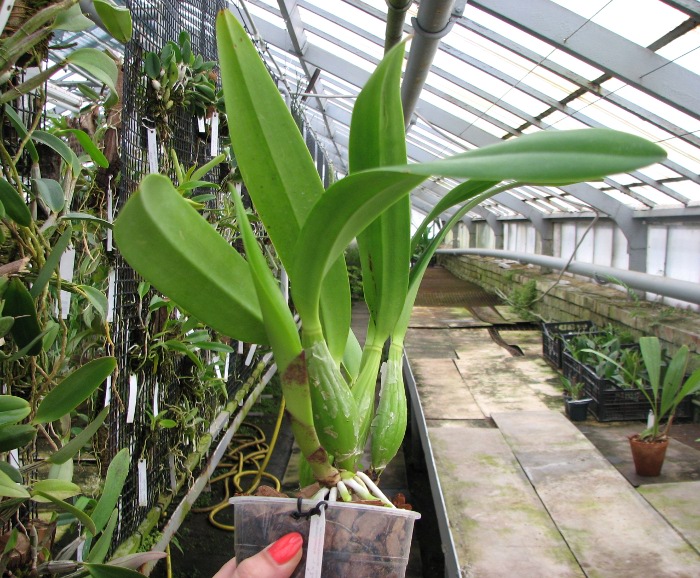 Laeliocattleya Ballet Folklorico 'Eloquence' (Cattleya Song of Norway x Laelia speciosa).JPG