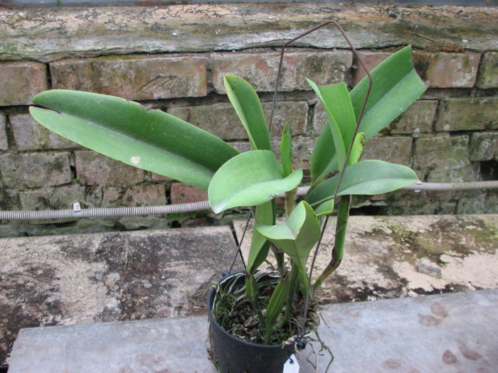 Laeliocattleya White Spark 'Panda' (Shellie Compton x Moscombe).JPG