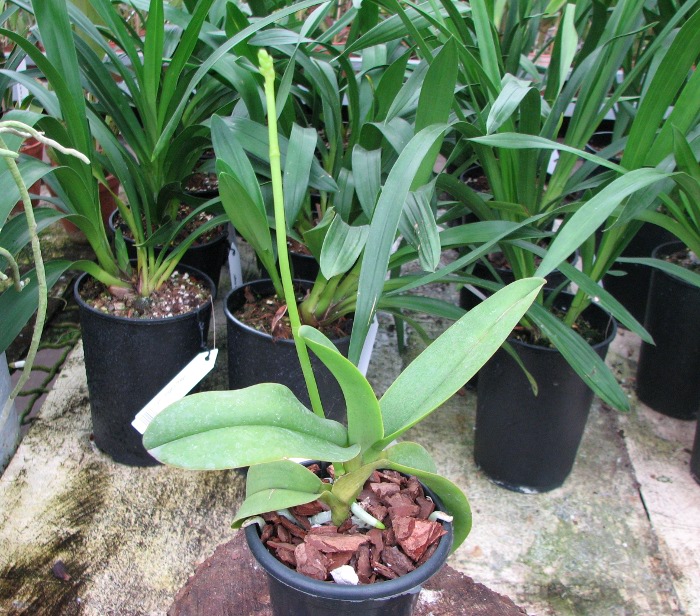 Doritis pulcherrima f. champorensis 'White'.JPG