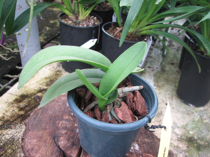 Doritis pulcherrima f. champorensis 'White'.JPG