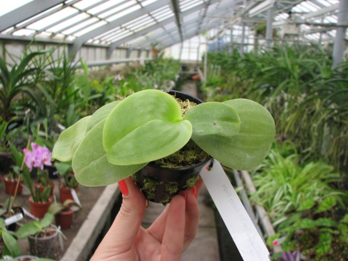 Phalaenopsis KS Happy Eagle.JPG