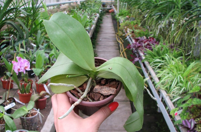 Doritaenopsis Sogo Meili x Phalaenopsis Ld's Bear Queen.JPG
