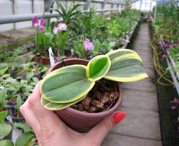 Doritaenopsis Sogo Vivien Variegated leaf.JPG