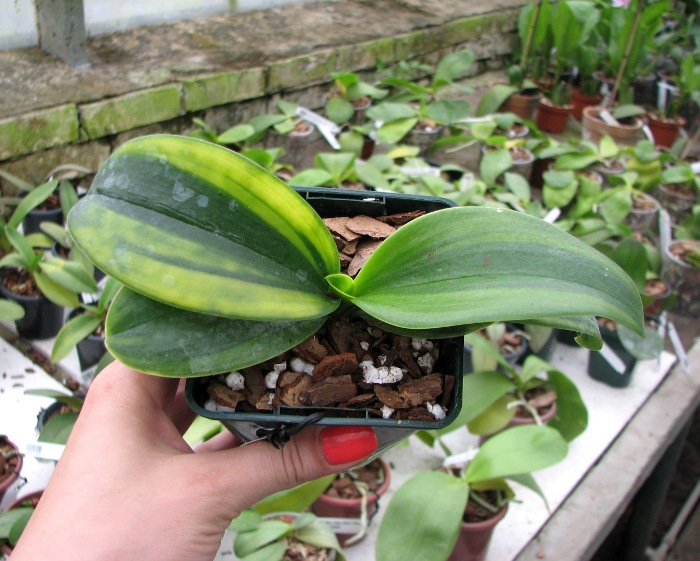 Doritaenopsis Sogo Vivien Variegated leaf.JPG