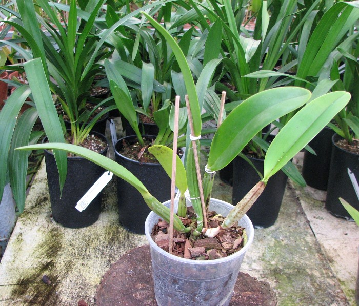 Cattleya lueddemanniana coerulea (Ssique x Murillo) x Cattleya lueddemanniana coerulea (Mariauxi x Amparo).JPG