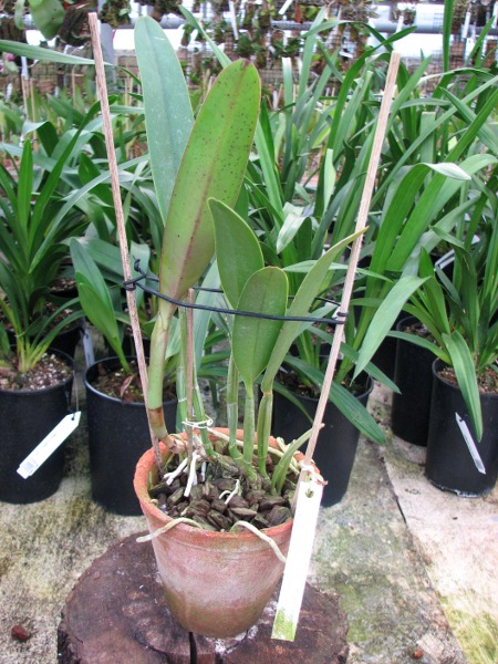 Cattleya lueddemanniana alba 'OMG' x Cattleya lueddemanniana coerulea 'Siquesique'.JPG