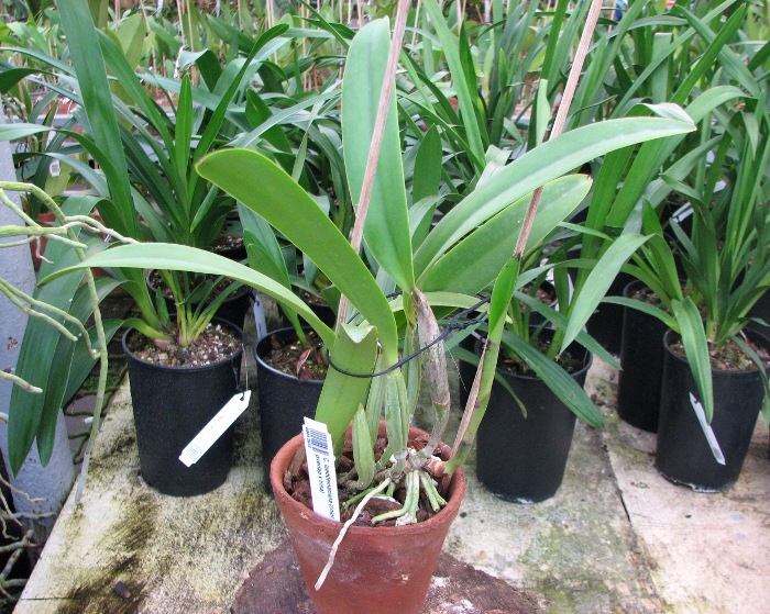 Cattleya lueddemaniana (color overlap x Irina).JPG