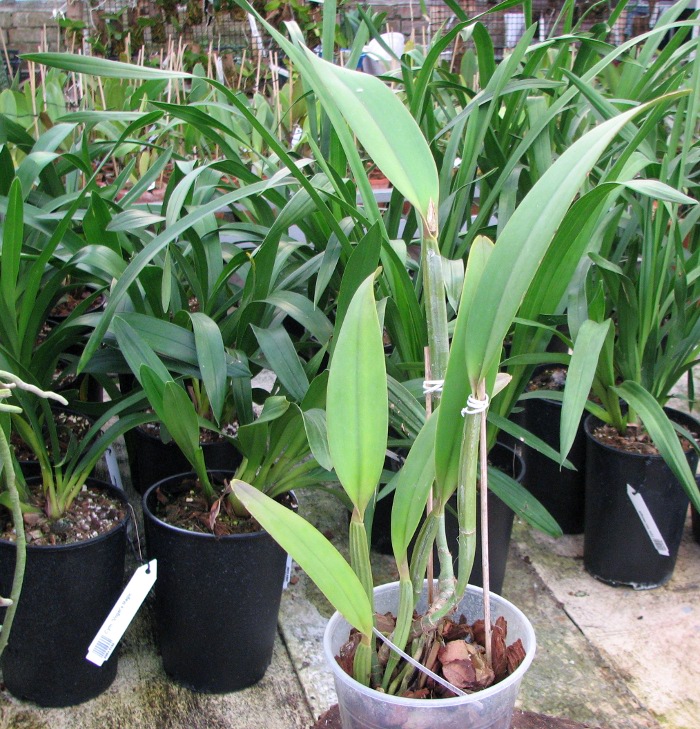 Cattleya lueddemanniana rubra 'Dark Giant' x Cattleya lueddemanniana escura 'Fennel IX'.JPG