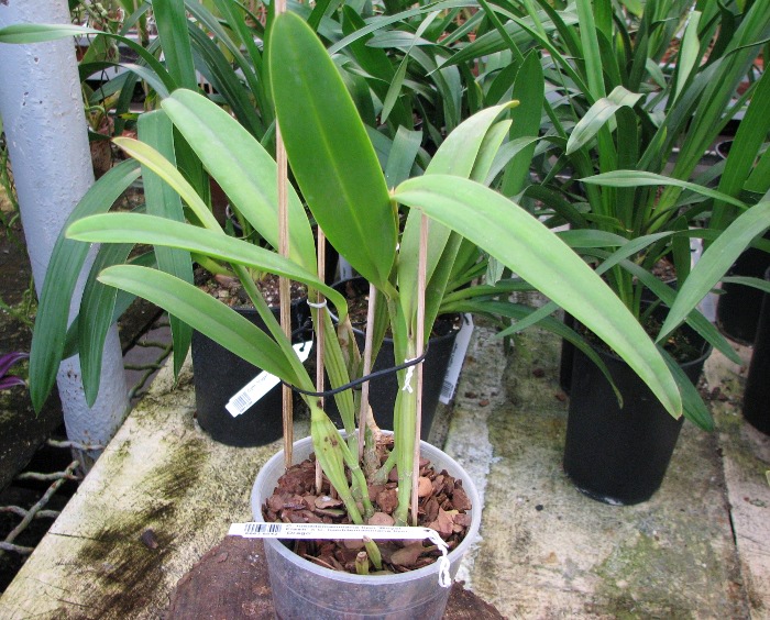 Cattleya lueddemanniana tipo 'Royal Flash' x Cattleya lueddemanniana tipo 'Drago'.JPG