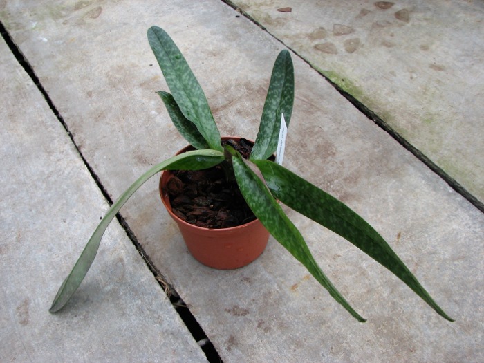 Paphiopedilum bellatulum x chamberlainianum.JPG