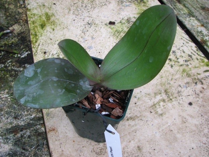 Doritaenopsis Changzhi Pearl.JPG