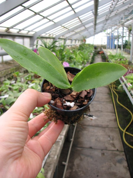 Phalaenopsis Natasha 'Aiko'.JPG