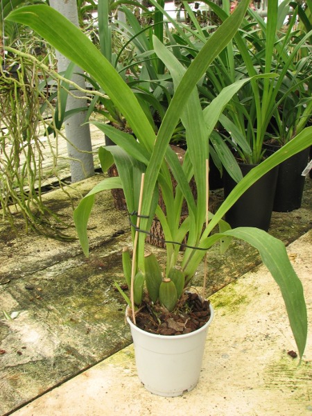 Zygopetalum hybrid 'Green'.JPG