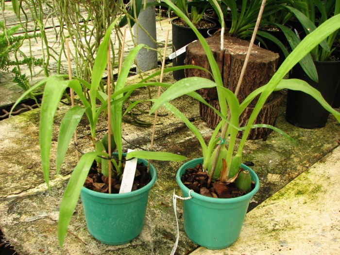 Zygopetalum 'Rhein Moonlight'.JPG