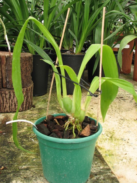 Zygopetalum Rhein Harlequin 'Cappuccino'.JPG