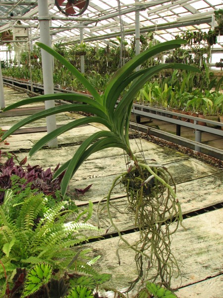 Vanda Robert Delight 'Red Spot'.JPG