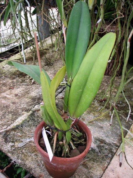 Laeliocattleya Shirayukihime 'M' (Tokyo Magic x Mildred Rives).JPG