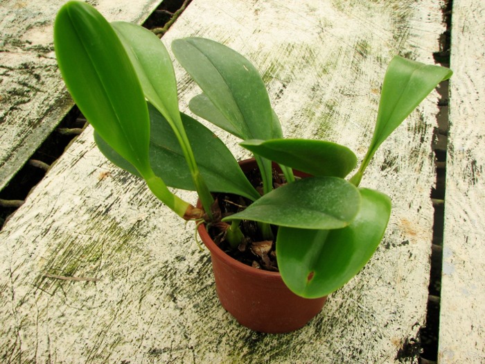 Bulbophyllum grandiflorum.JPG