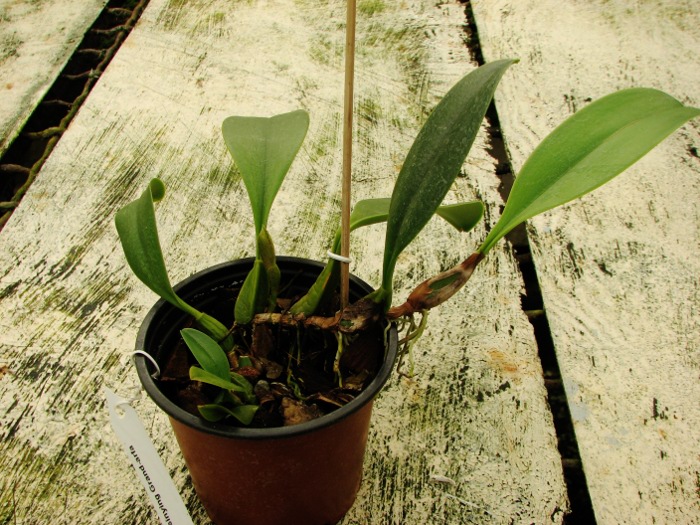 Bulbophyllum Hsinying Grand-arfa.JPG