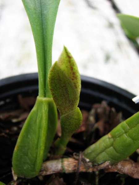 Bulbophyllum Hsinying Grand-arfa1.JPG