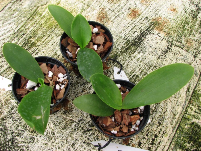Phalaenopsis Natasha 'Aiko'.JPG