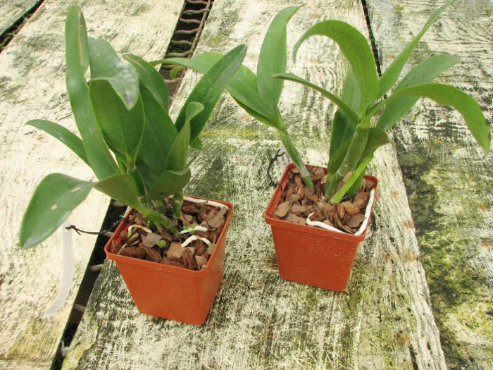 Epicattleya Siam Jade 'Avo' (Cattleya Penny Kuroda x Epicattleya Vienna Woods).JPG