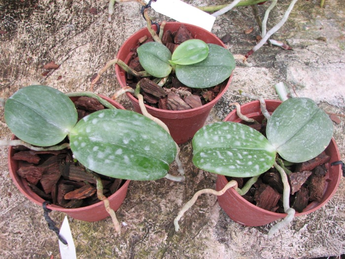 Phalaenopsis Auspice Knight 'Malayan'1.JPG