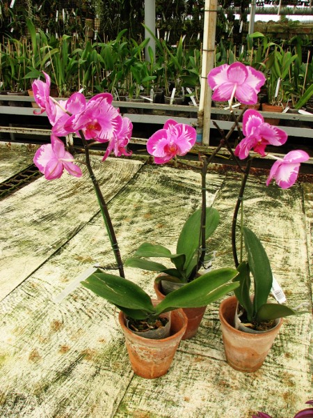 Doritaenopsis Taiwan Red Cat 'Red Cat'.JPG
