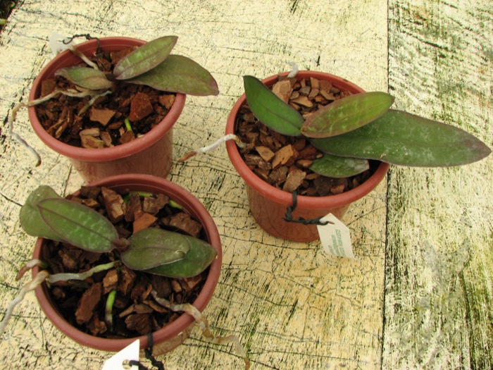 Phalaenopsis stuartiana yellow x sib.JPG