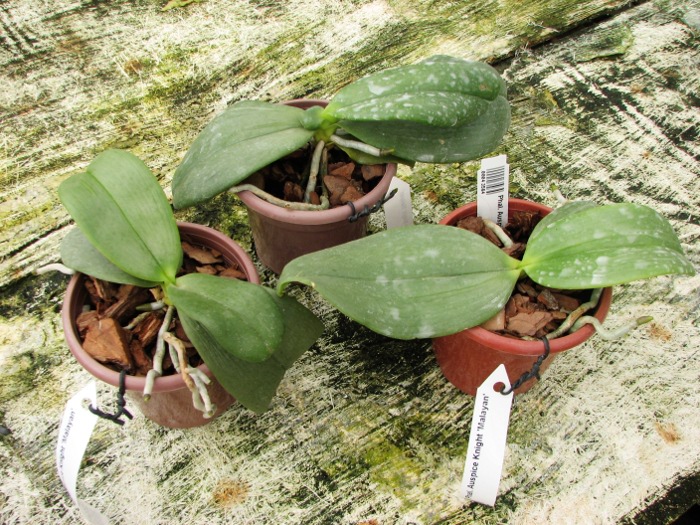 Phalaenopsis Auspice Knight 'Malayan'.JPG