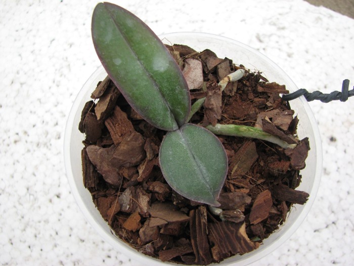 Phalaenopsis stuartiana nobilis.JPG