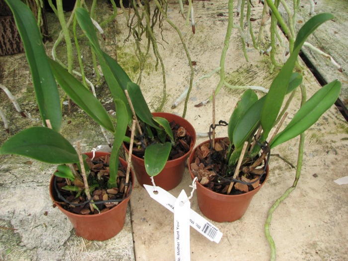 Brassolaeliocattleya Mother 'Aunt Yow'.JPG