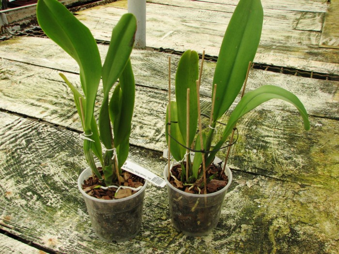 Brassolaeliocattleya Taiwan Ruby 'Taiyoung #6'.JPG